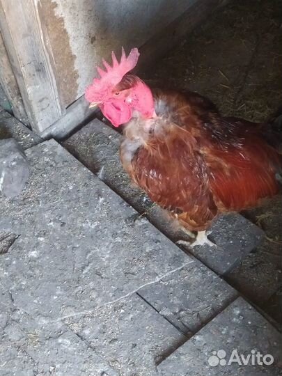 Продается петух породы голошейки