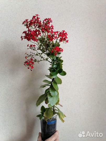 Обмен на цветок