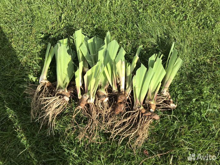 Ирис бородатый Вабаш цветущий