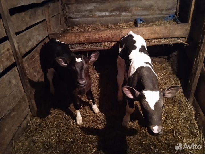 Телята бычки