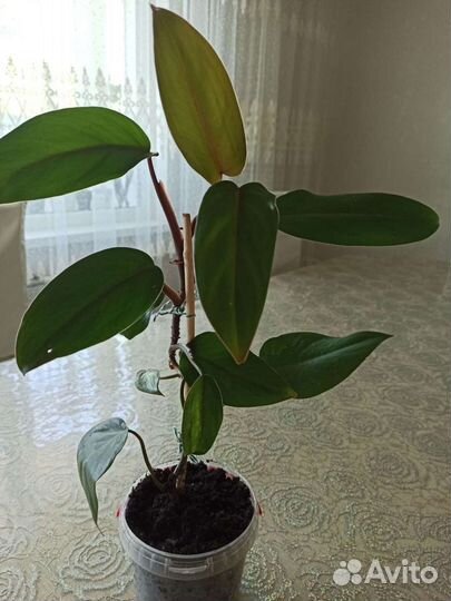 Филодендрон