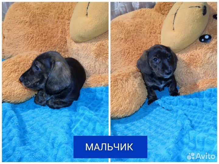 Щенки таксы