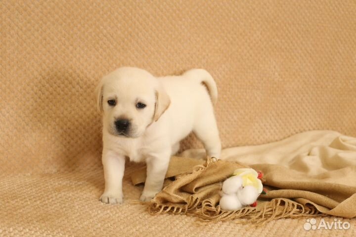 Щенки лабрадора