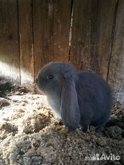 Кролики породы французский баран