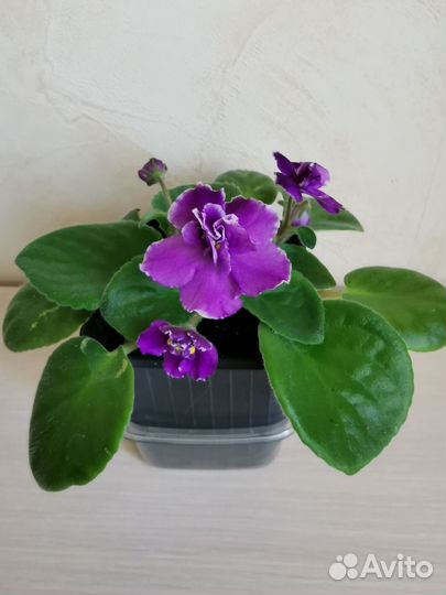 Сортовые фиалки цветущие