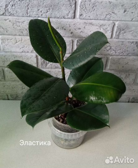 Фикусы, папоротники