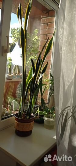 Комнатные растения