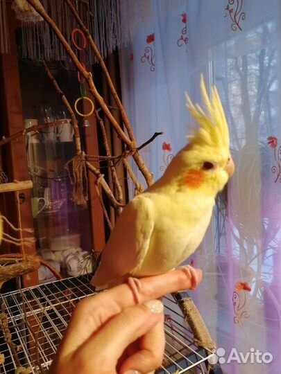 Попугай корелла птенец