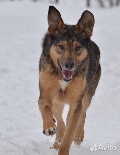 Веселый пес Задор ищет хозяина