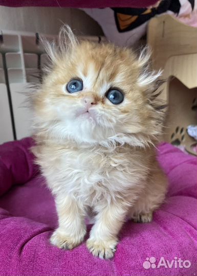 Длинношерстные пупсы