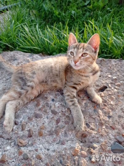 Котята бесплатно