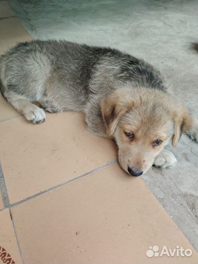 Отдам щенков в добрые руки бесплатно