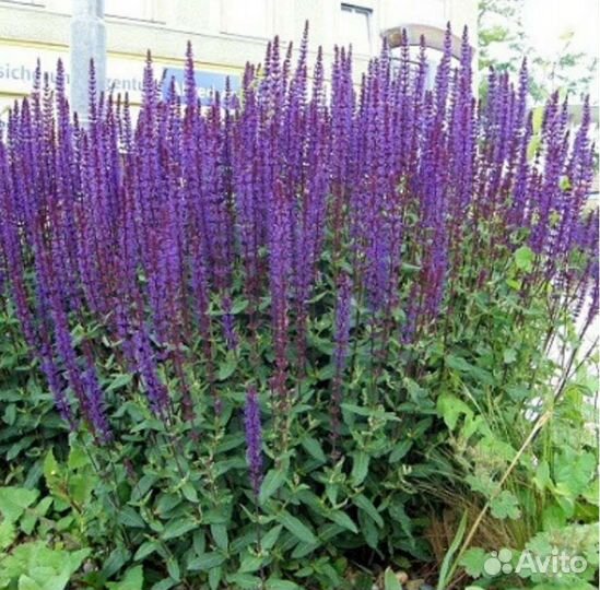 Цветы для сада,шалфей