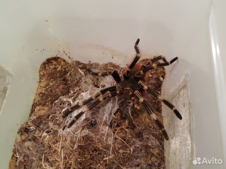 Паук птицеед