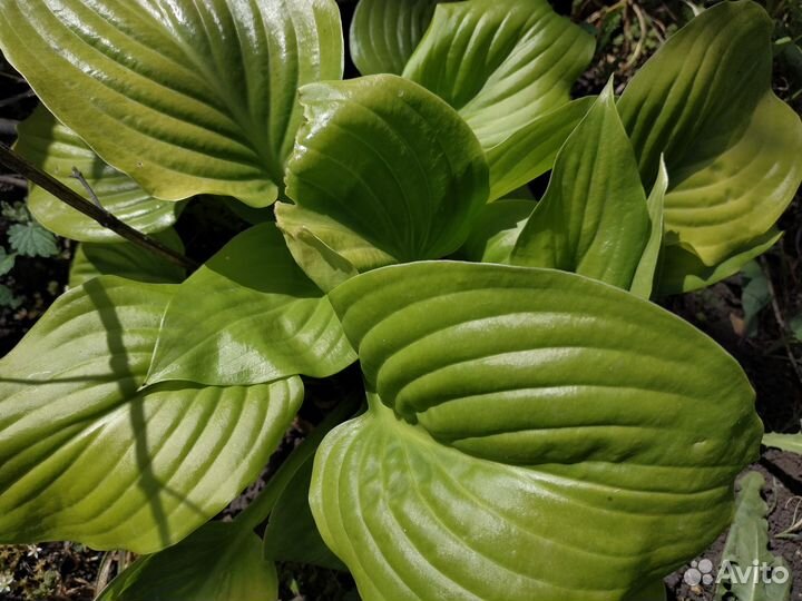 Хосты разные и много)