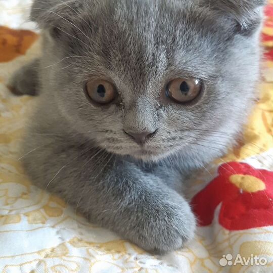Шотландская вислоухая