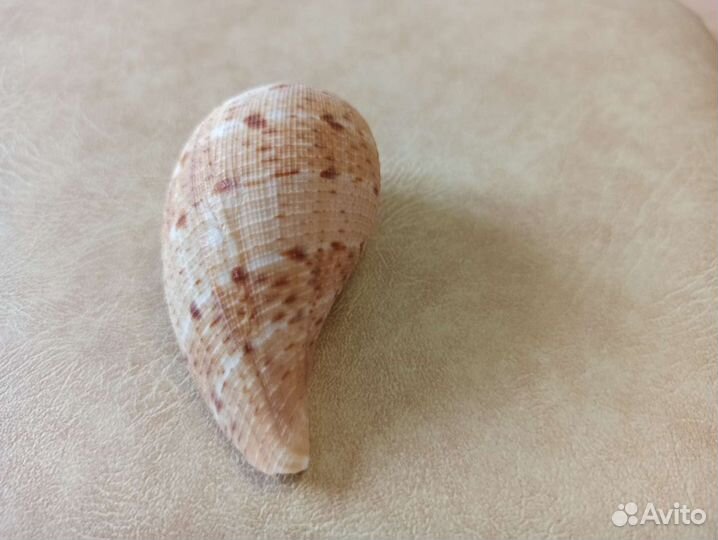 Морская раковина
