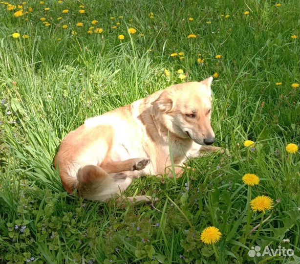 Собака в добрые руки