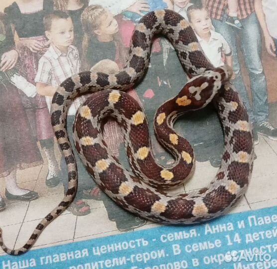 Змея Маисовый полоз