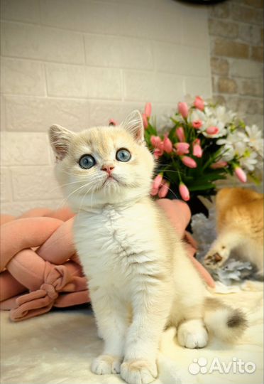 Британские котята золотая шиншилла