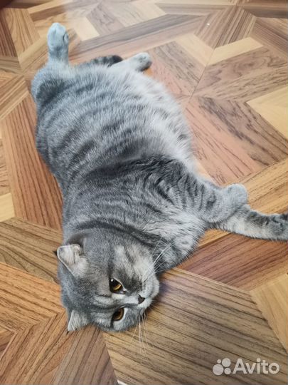 Ищем котика
