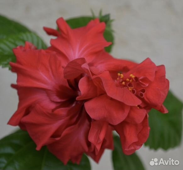 Гибискус махровый красный - китайская роза
