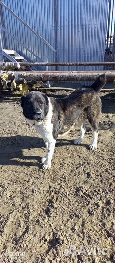 Алабай ответственным людям