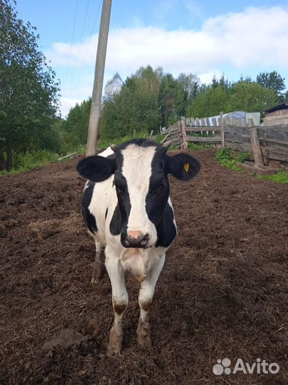 Корова тёлочка 10мес