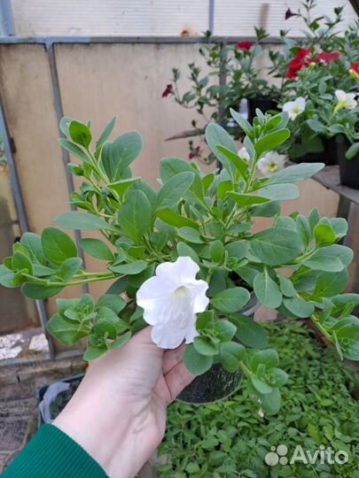 Рассада петунии