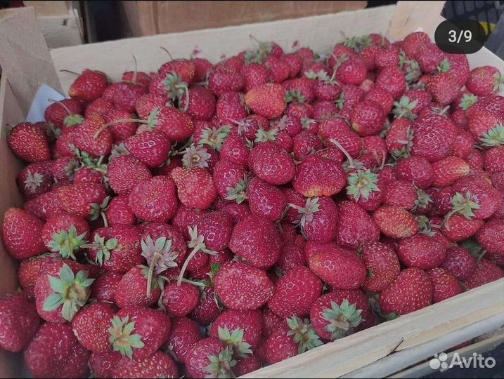Клубника 700 оптом