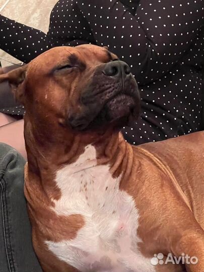 Амстафф Кабель ищет вязку