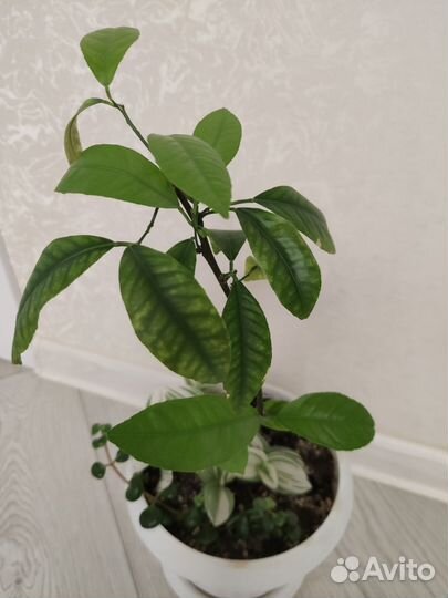 Цитрусовые плодоносящие