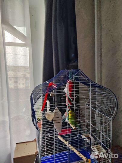 Волнистый попугай с клеткой