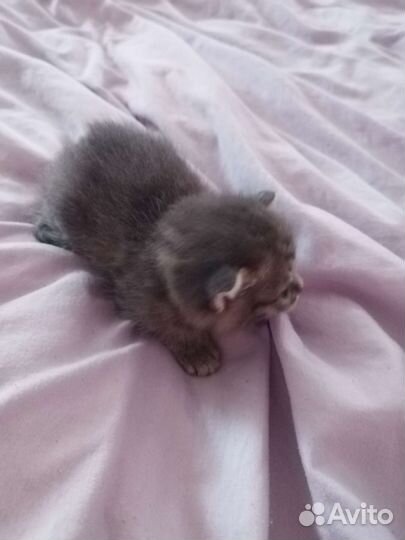 Кошка в дар