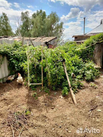 Саженцы ежемалины