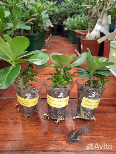 Мини адениум махровый, вариегатный