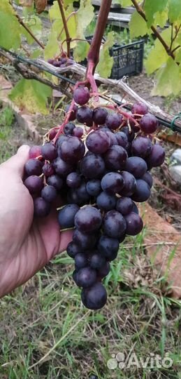 Черенки винограда