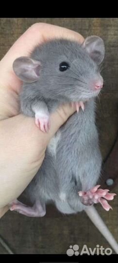 Дамбо голубая норка крысята