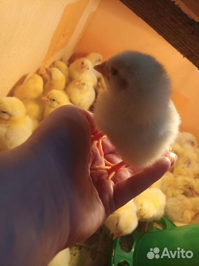 Цыплята бройлеры кобб 700