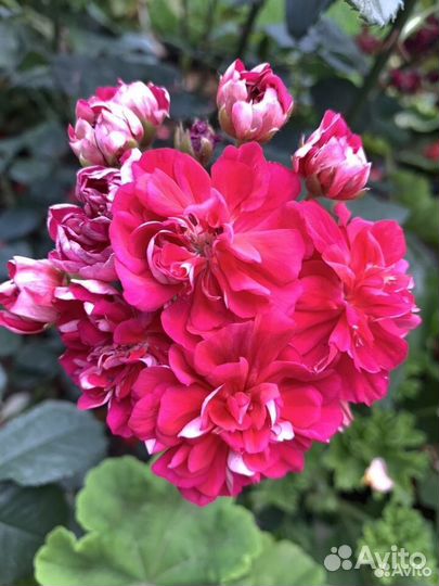 Пеларгония герань