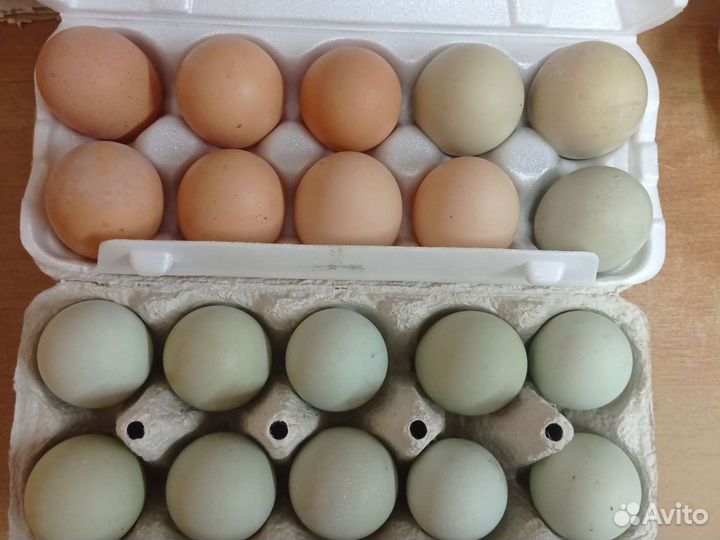 Инкубационные яйца кур, гусей, цыплята, гусята