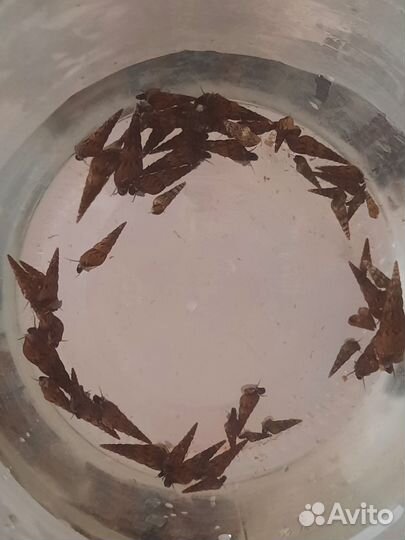 Улитки мелании