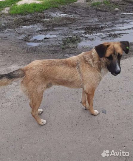 Бельгийская овчарка