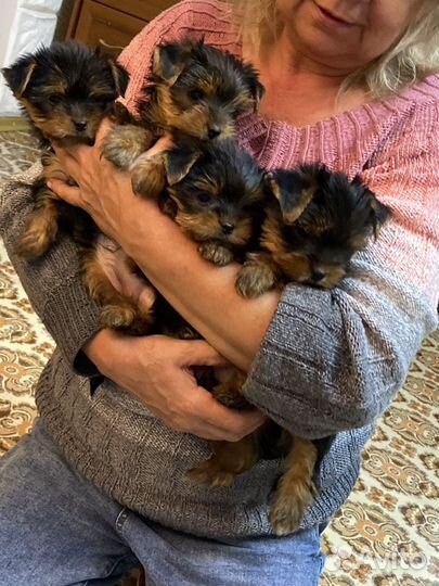 Йоркширский терьер щенки