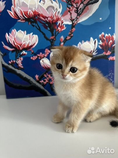 Шотландские вислоухие котята золотая шиншилла