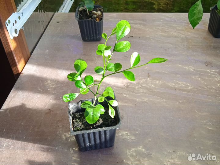 Мурайя метельчатая, с плодами и бутонами