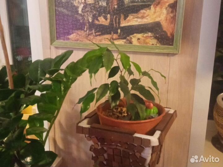 Красула толстянка, герань, фикус