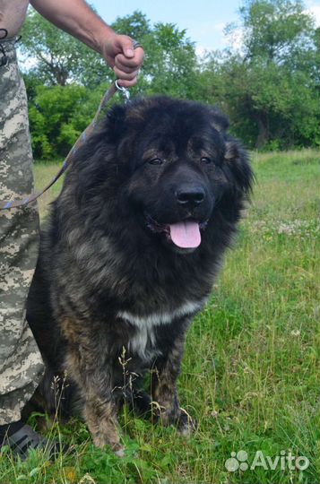 Вязка кавказская овчарка