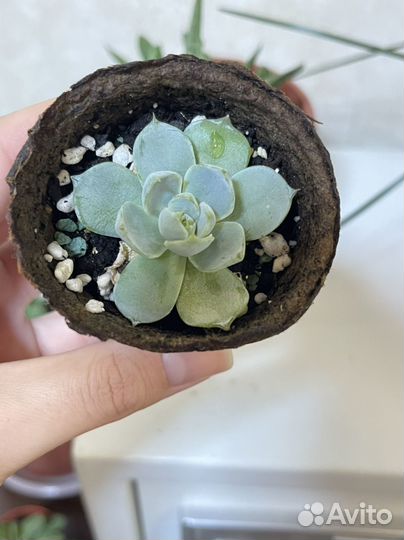 Комнатные растения, суккуленты