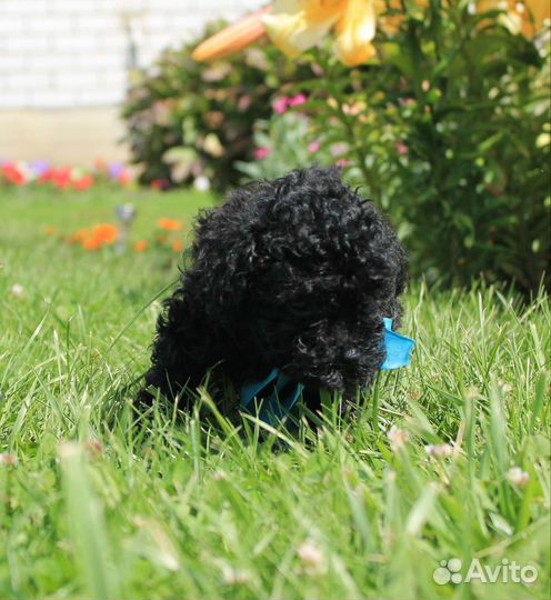 Той -пудель уголек